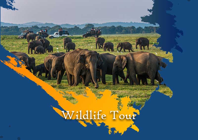 wildlife safari in sri lanaka