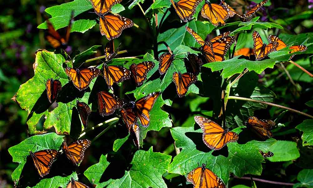 butterfly sanctuaries in sri lanka