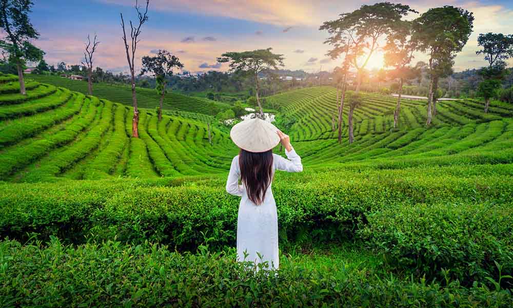Sri Lanka tea country, nuwara eliya tea plantation