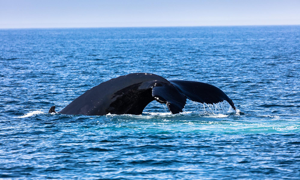 whale watching in sri lanka