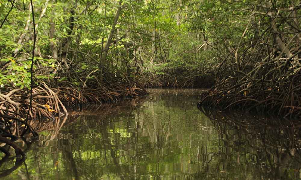 mangroves in sri lanka