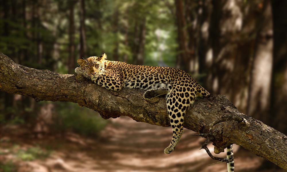 Sri Lanka wildlife safari, Sri Lankan leopard