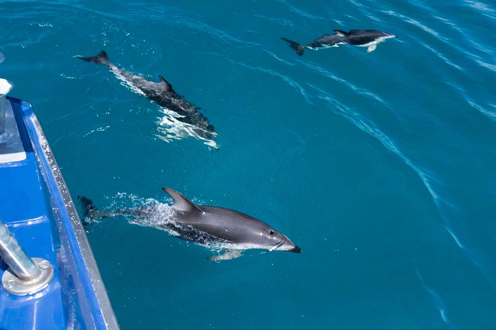 dolphine watching sri lanka