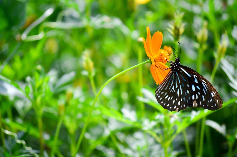 butterfly sri lanka