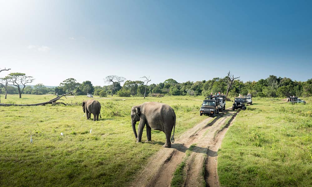 yala national park,sri lanka