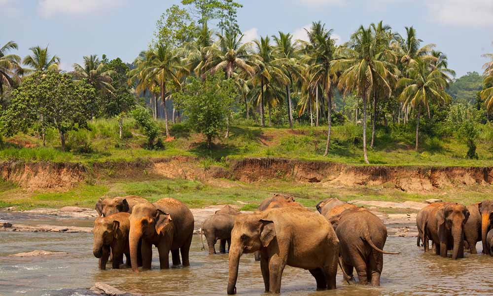 udawalawa national park,sri lanka