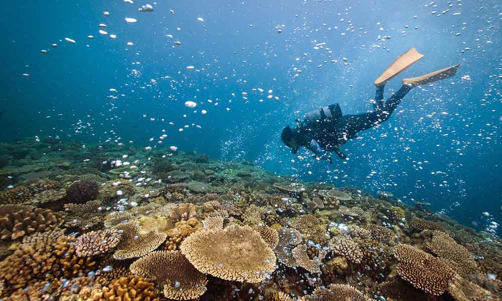 coral reef snorkeling in sri lanka