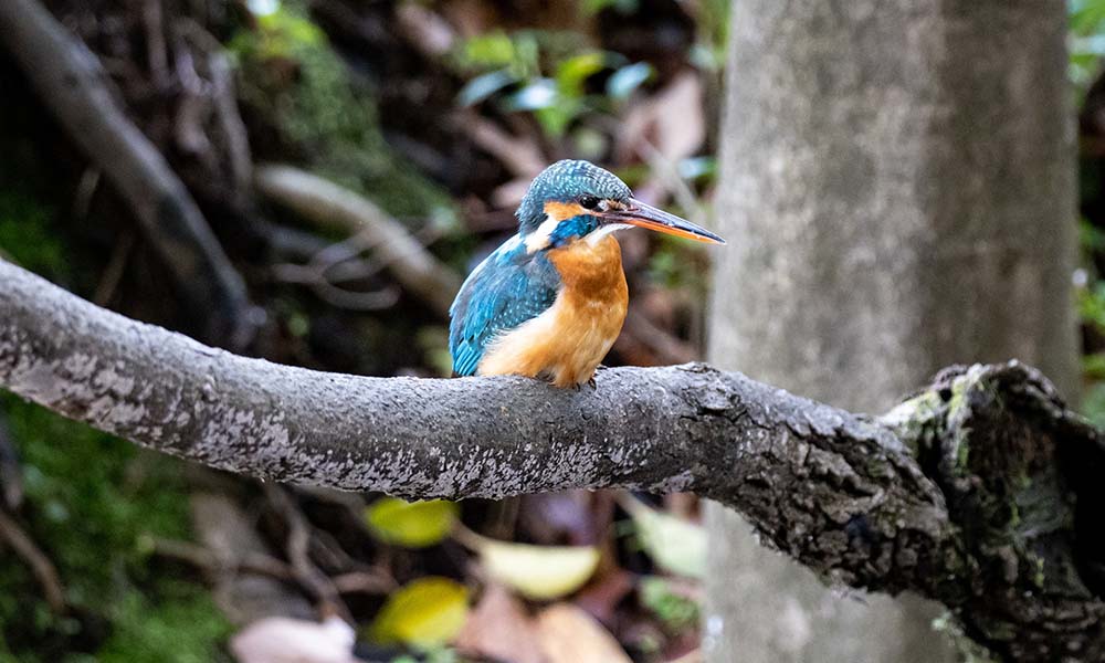 birdwatching in Sri Lanka