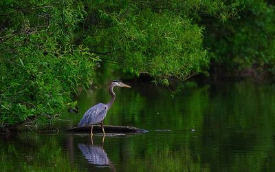 Exploring Sri Lanka’s Wetlands: Kitulgala, Madu River & More