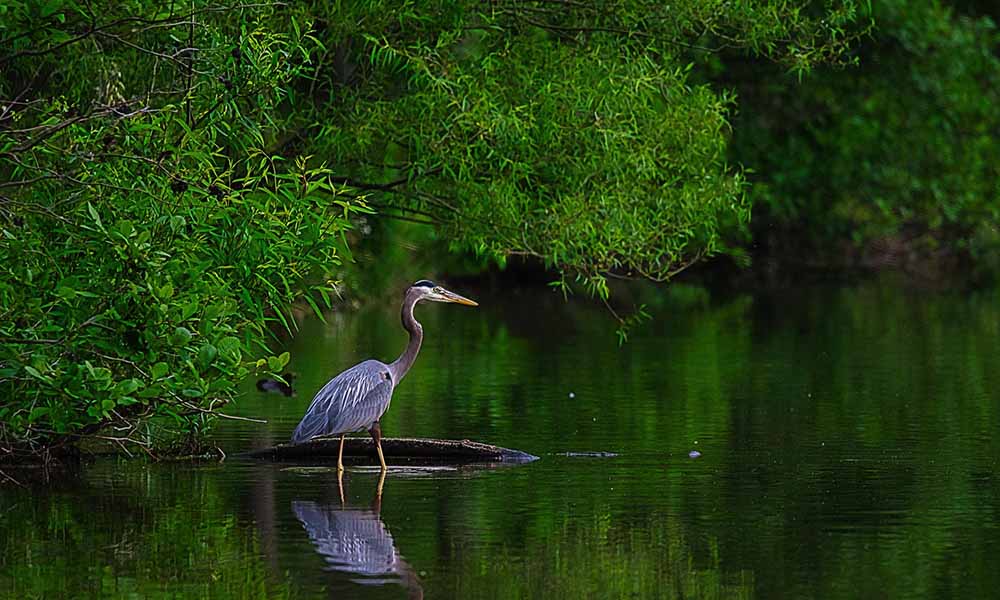 https://ceylontourguides.com/ wet lands in sri lanka