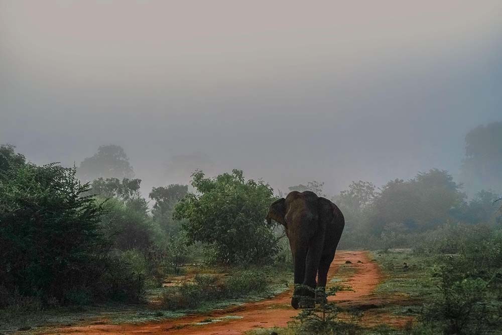 elephant