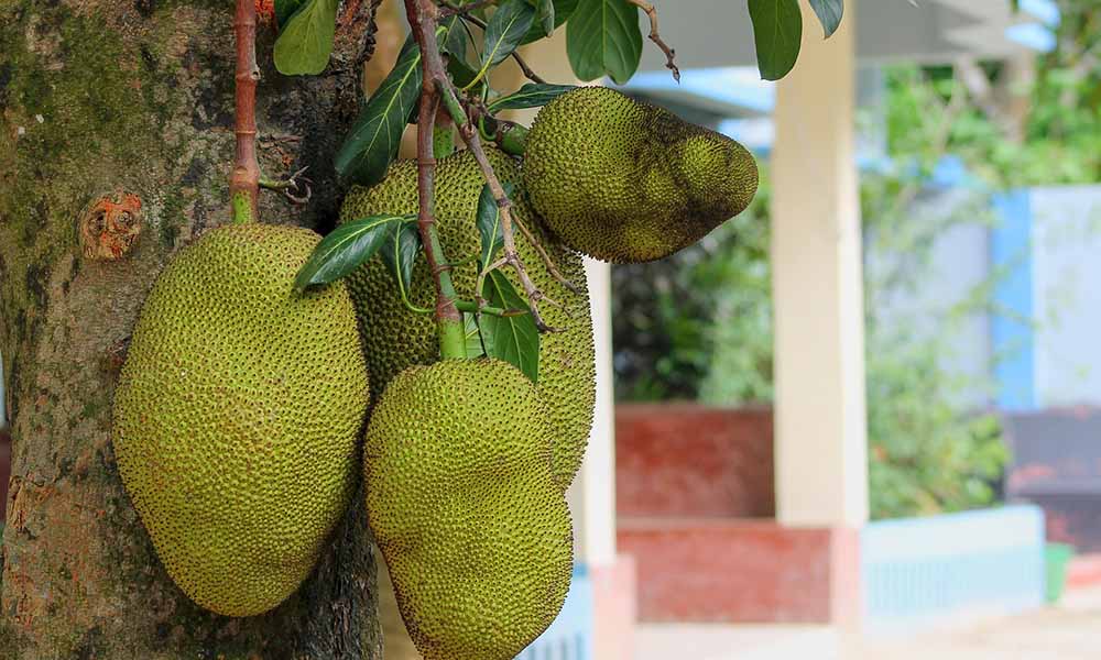 vegan travel sri lanka