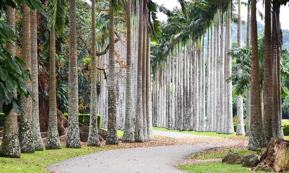 botanical gardens , sri lanka