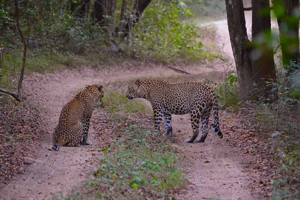 wildlife, sri lanka