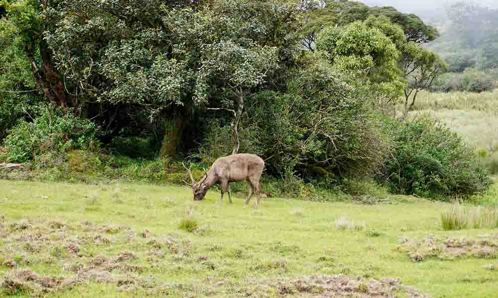 Sri Lanka wildlife sanctuaries, Horton plains