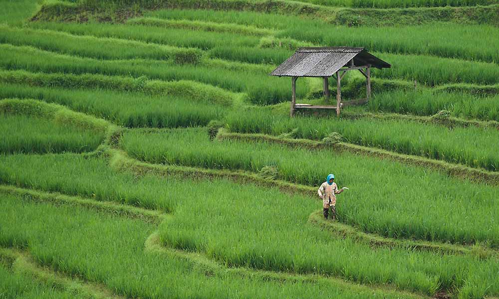 rural life in sri lanka