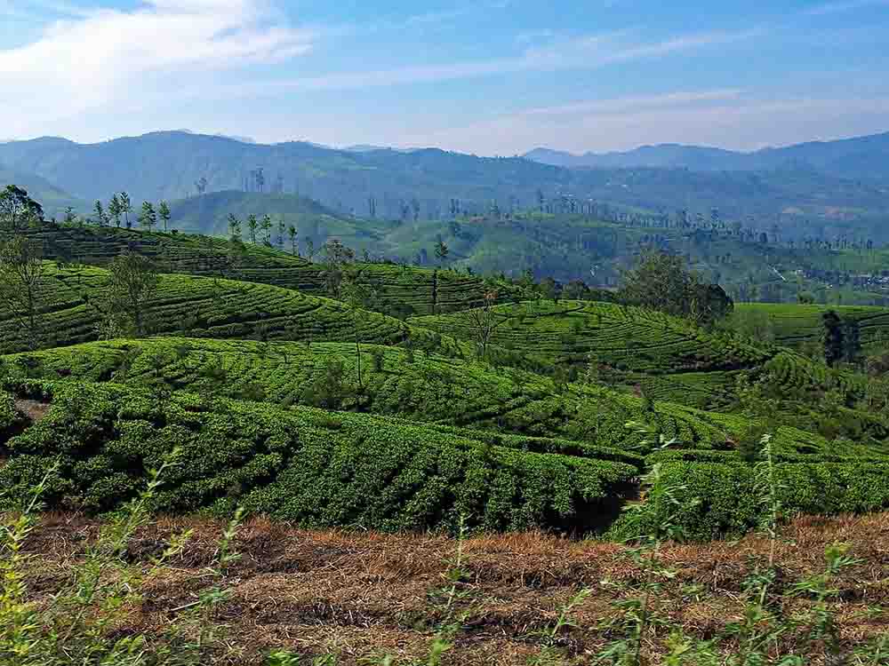 tea plantation