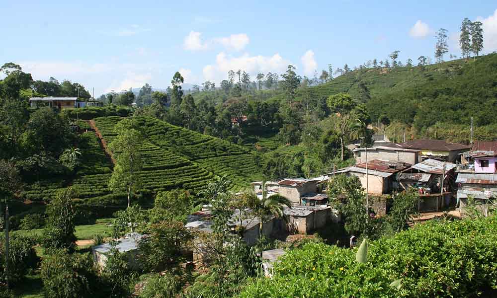 tea-745564_1920