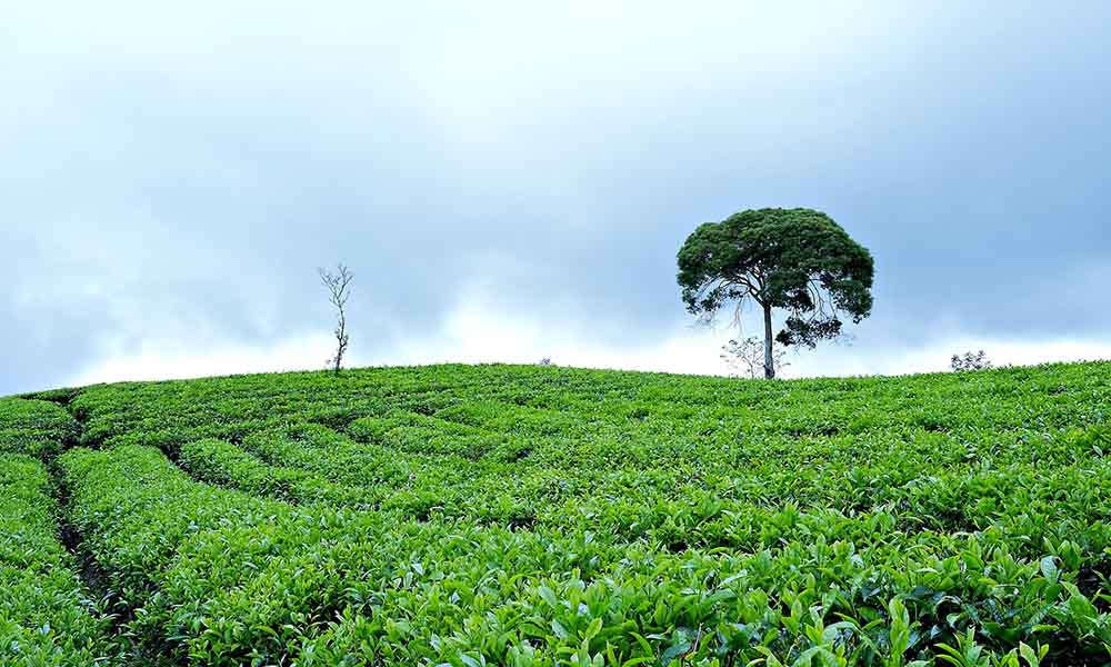 tea-plantation