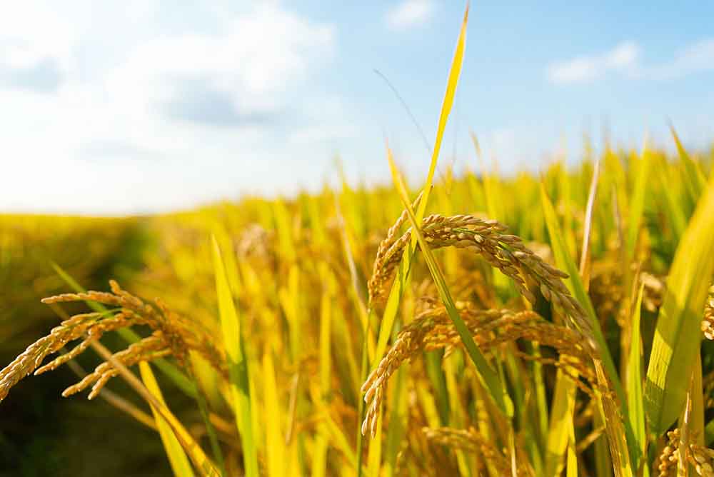 seasonal harvesting