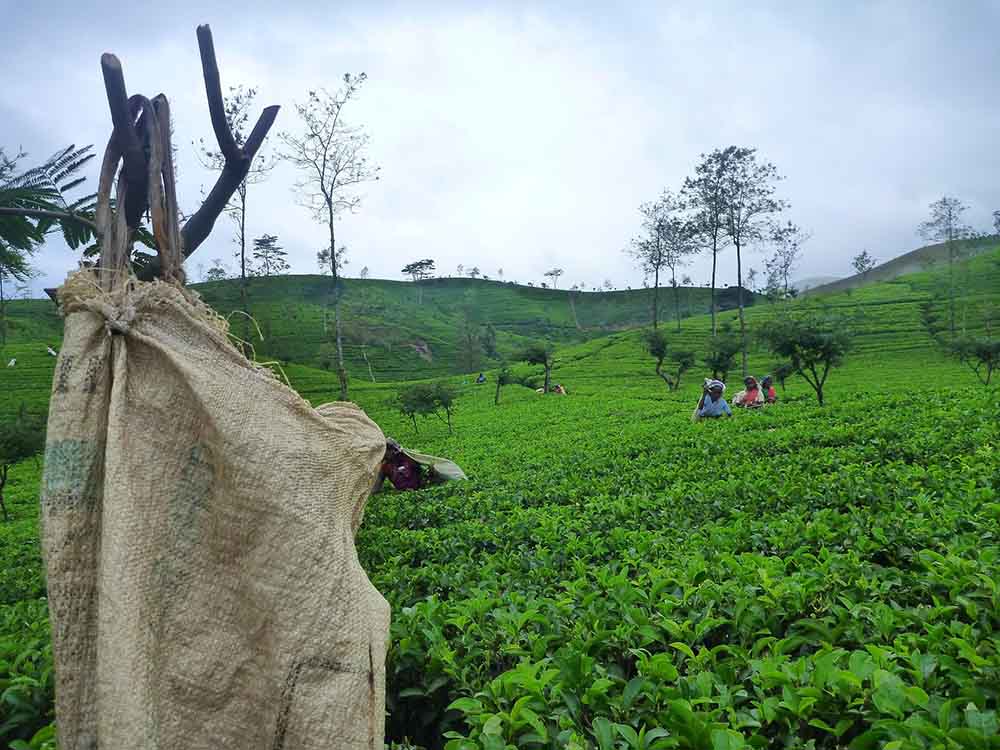 tea picking