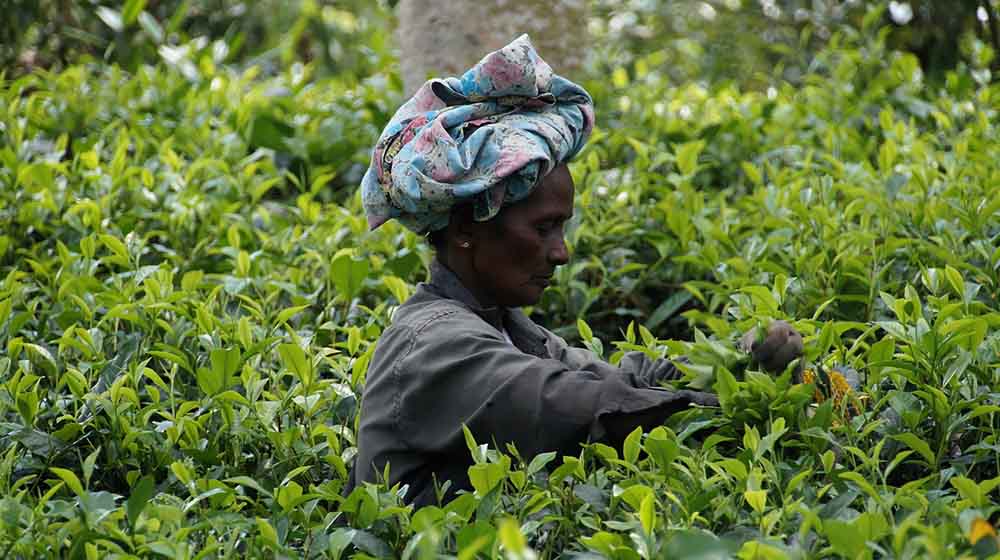 tea picking