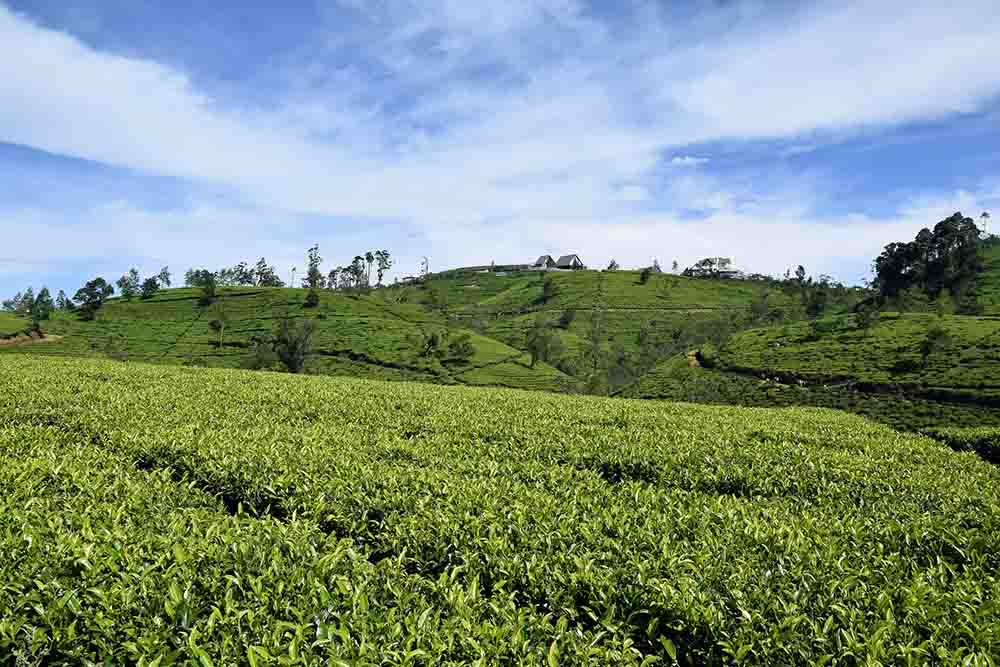 tea plantations