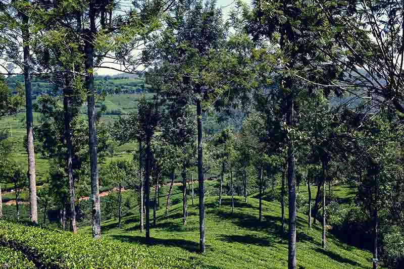nuwaraeliya sri lanka