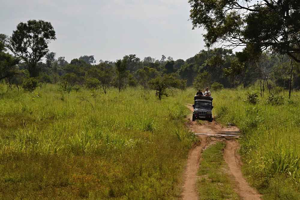 Private safari experience 