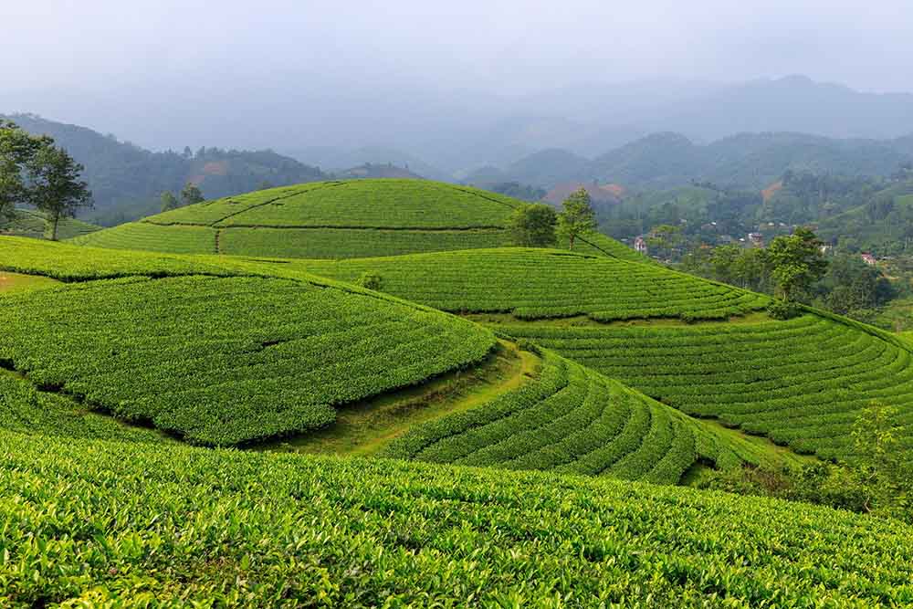 tea plantation
